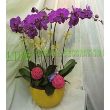 AGS019-  紫色5菖蝴蝶蘭盆花
